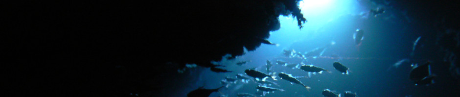 とりあえず、ビールで。