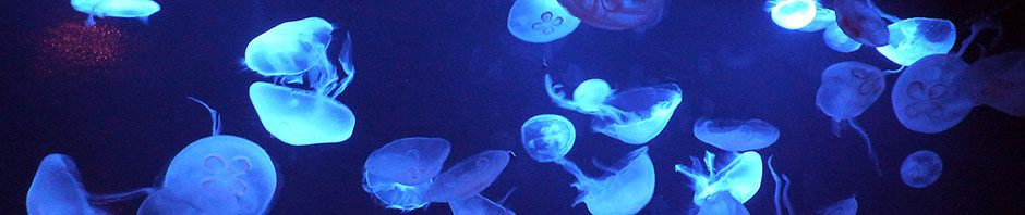 とりあえず、ビールで。