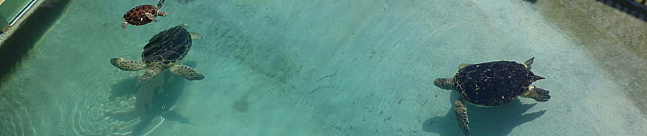 とりあえず、ビールで。