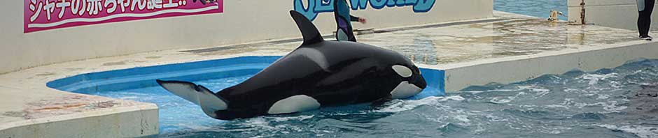 とりあえず、ビールで。