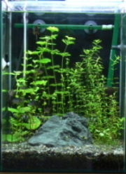 �R�O�����n�C�^�C�v