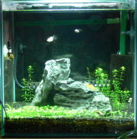 �R�O�����L���[�u